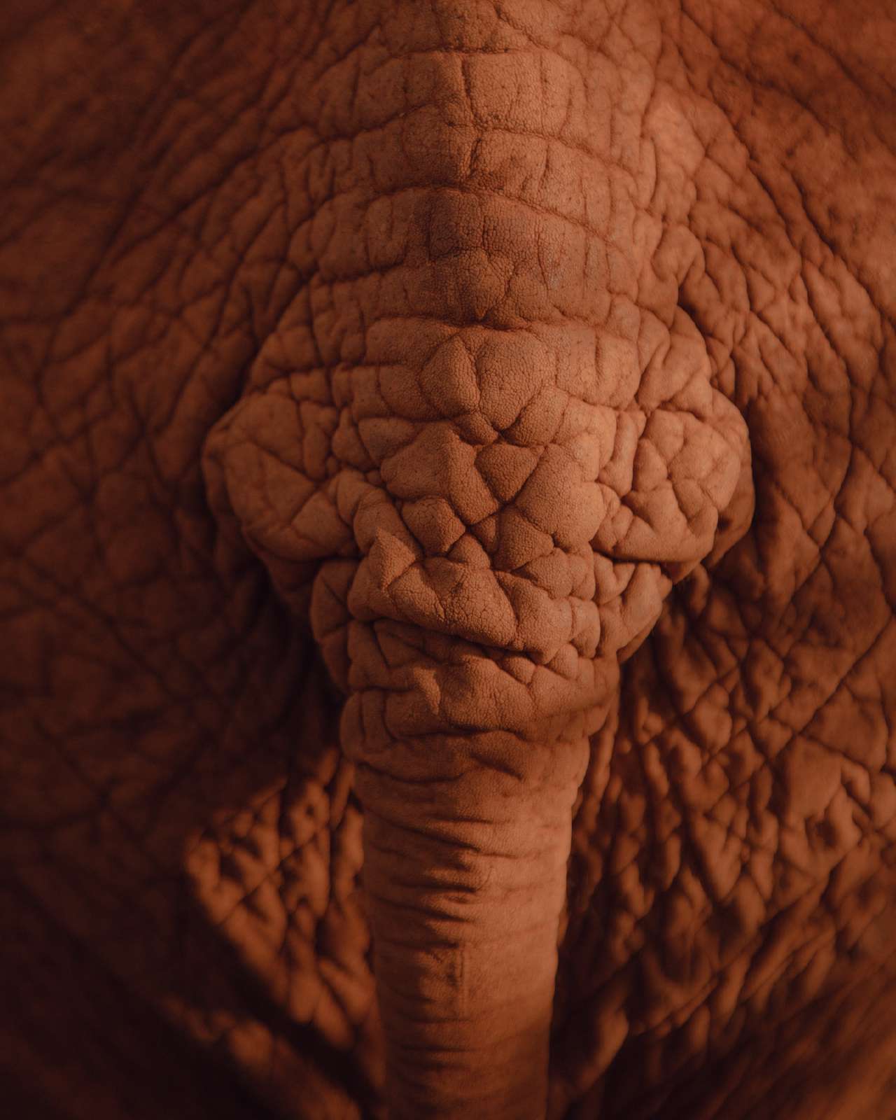 comissioned-sheldrick-09