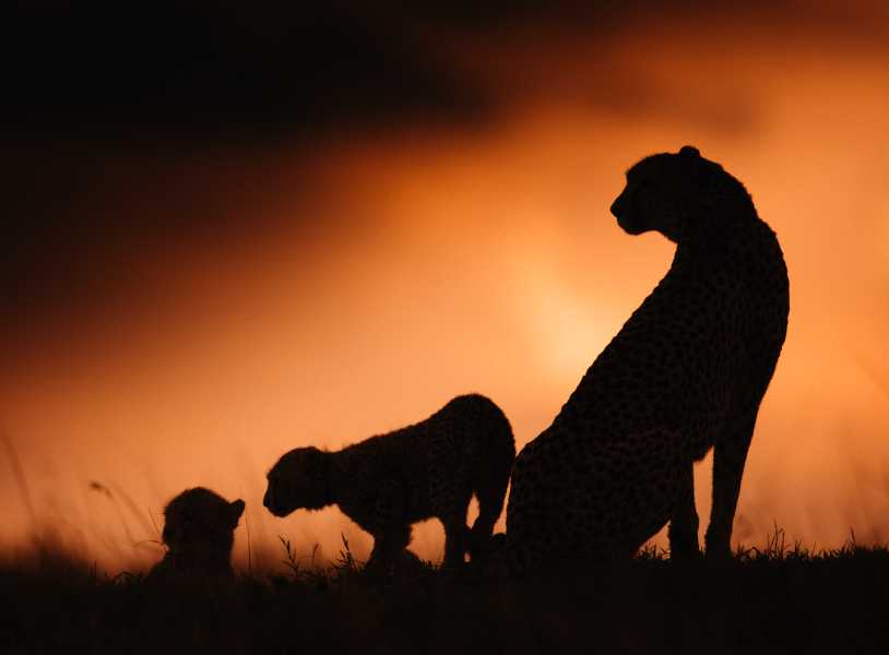 Amboseli & Masai Mara - Kenya