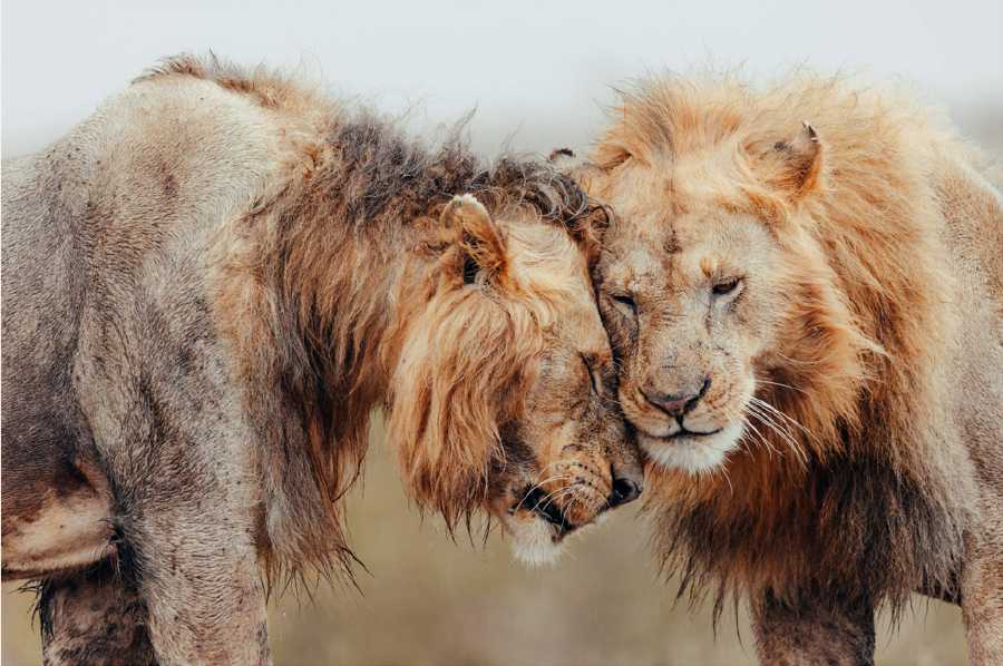 Amboseli & Masai Mara - Kenya 